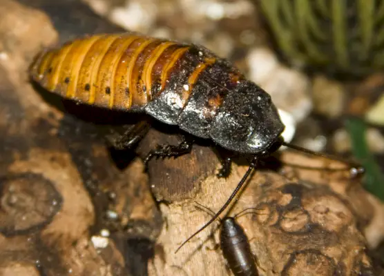 Madagascar Sissende Kakkerlak Symboliek en Betekenis