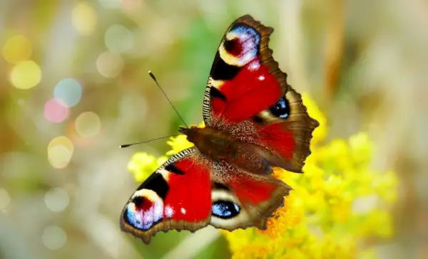 Symbolik und Bedeutung des Tagpfauenauges