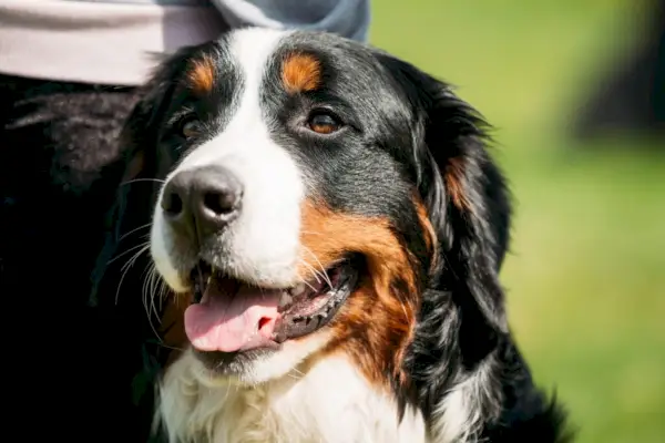 Berner sennenhund symbolik och betydelse