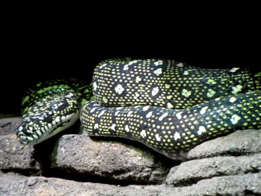 Diamond Python simbolika ir reikšmė