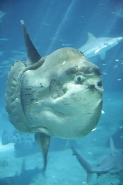 Mola Mola Simbolisme i significat del peix lluna de l'oceà