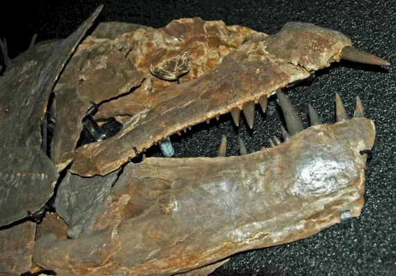 Simbolika in pomen Xiphactinusa