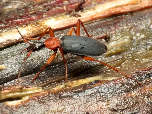 Bombardier Beetle Sembolizmi ve Anlamı