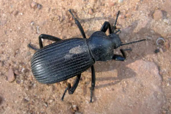 Pinacate Beetle Symbolik og Betydning