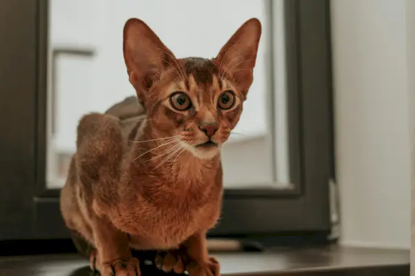 Simbolisme dan Makna Abyssinian