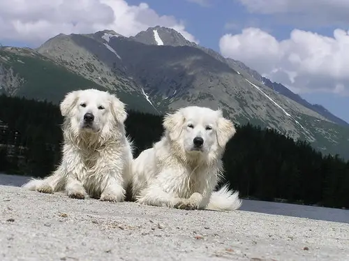 Simbolismo de Cuvac eslovaco: una guía completa