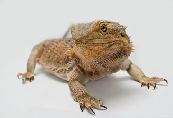 رمزية التنين الملتحي والمعنى