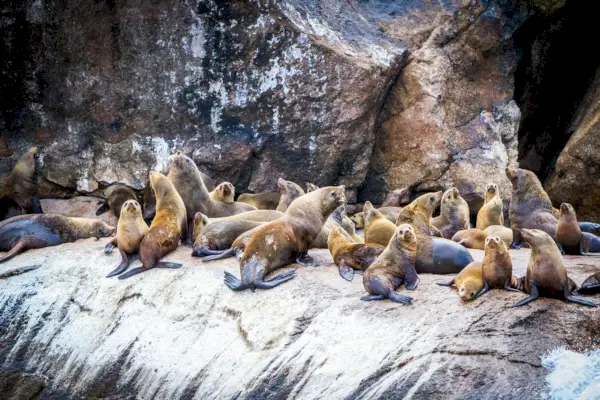 Simbolisme dan Makna Segel