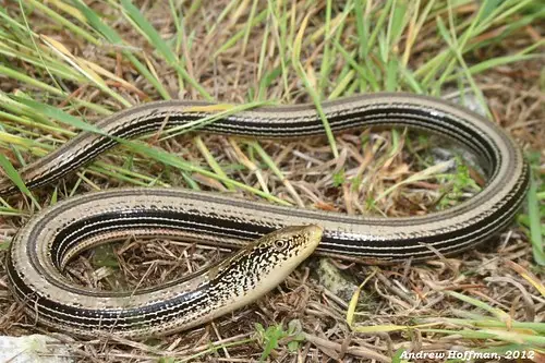 Simbolisme i significat del llangardaix de vidre