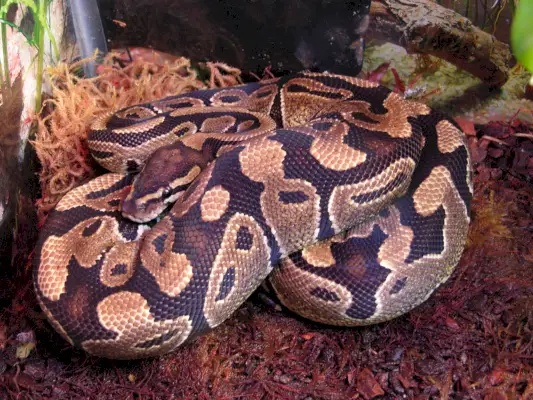 Symbolika a význam škoricovej gule Python