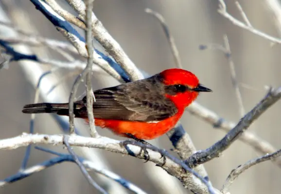 Vermilion Flycatcher Symbolism: Avduking av hemmeligheter til denne brennende fuglen