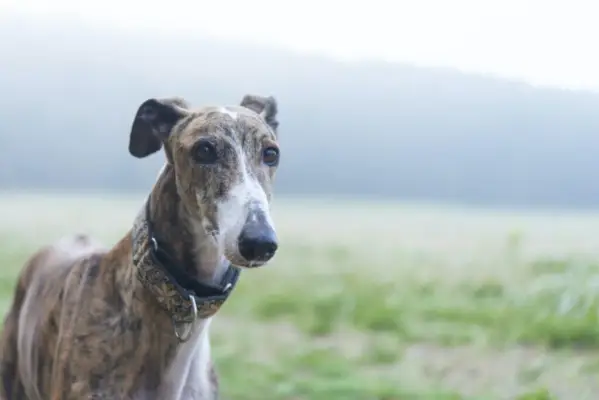 El Galgo Majestuoso: Simbolismo y Significado