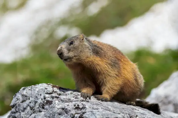 Groundhog symbolik og betydning