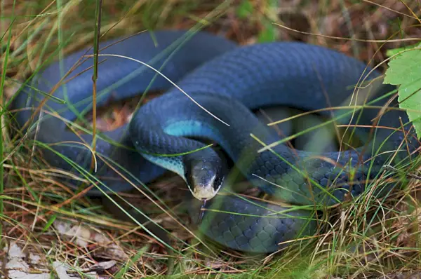 Blue Racer Simbolism și semnificație
