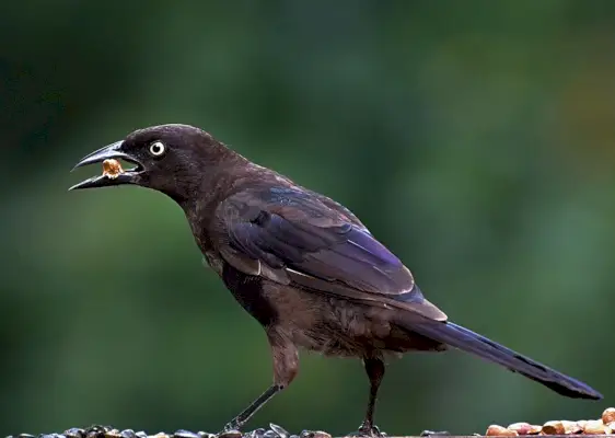 Grackle simbolika i značenje