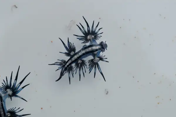Glaucus Atlanticus (청룡 바다 민달팽이) 상징