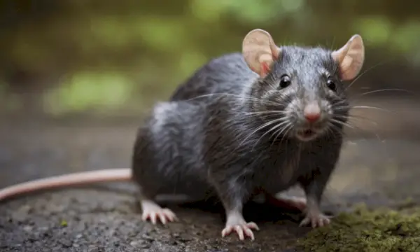 Žiurkė literatūroje