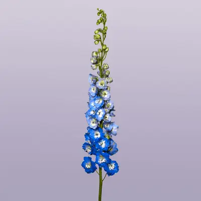 De betekenis van de blauwe bloem en het woord gids