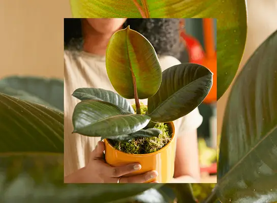 Sprievodca starostlivosťou o rastliny