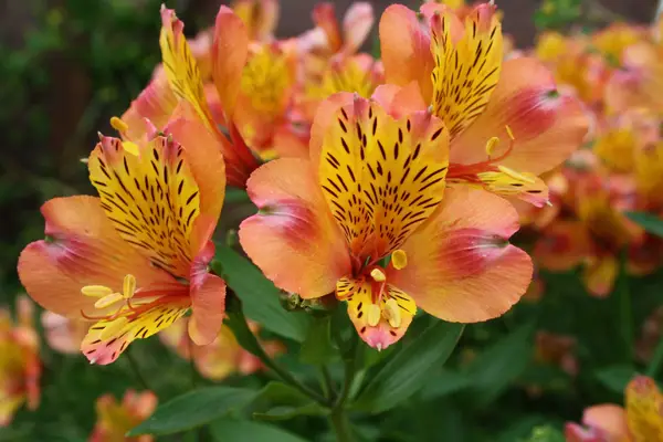 Vai Alstroemeria ziedi ir indīgi kaķiem?