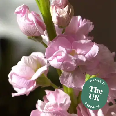 Cómo diseñar tus flores de Pascua