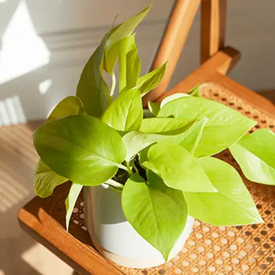 Labākās biroja produktivitātes rūpnīcas (un kā vislabāk par tām rūpēties!)