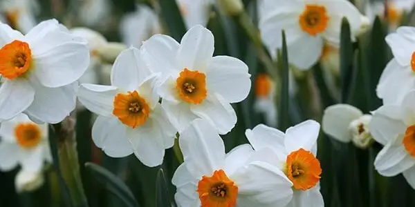 Narcissi: kompleksowy przewodnik dla początkujących