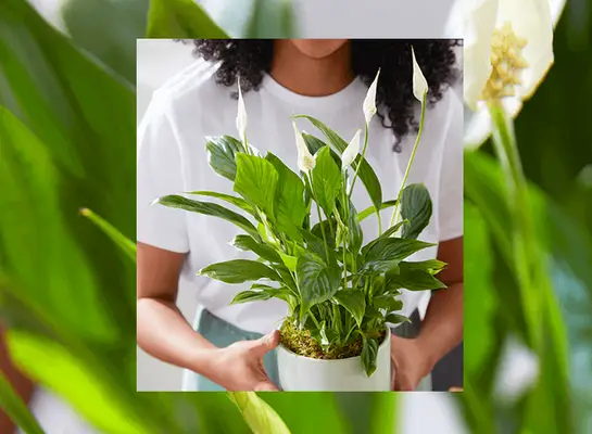 Miera liliju uzraugs