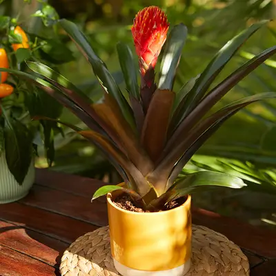 Su guía de cuidado de bromeliad 'tala