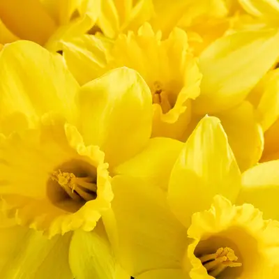 Den symbolske betydningen av Narcissa -blomster