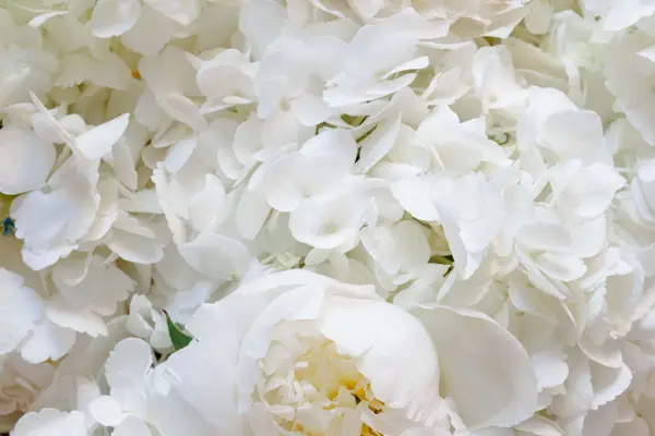 Важливість красивих білих квітів