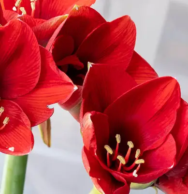 zoomed in red amaryllis