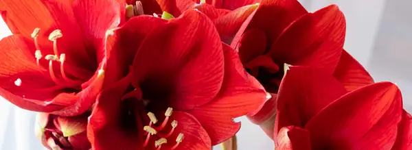 Amaryllis vadītājs