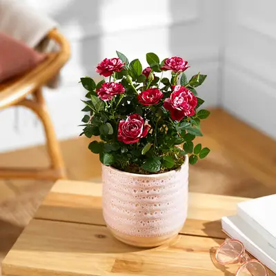 Jūsų rožių augalų priežiūros vadovas