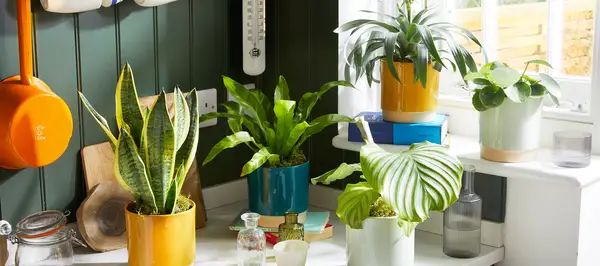 Twój niezbędny przewodnik po opiece roślinnej