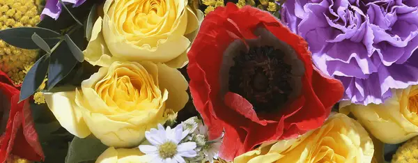 Anemons: Alles, was Sie wissen müssen