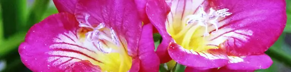 5 bieži uzdotie jautājumi par Freesias