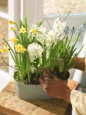 Plantes qui fleurissent en février