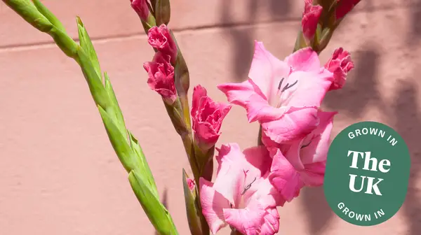 Hvilke blomster fra august?