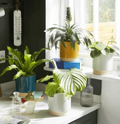 Hoe vaak moet u binnenplanten water geven?