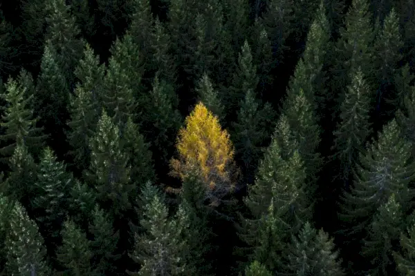 Cum să faci față singurătății: 7 sfaturi care te vor ajuta să o depășești