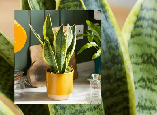 Leitfaden zur Behandlung von inneren Schlangenanlagen