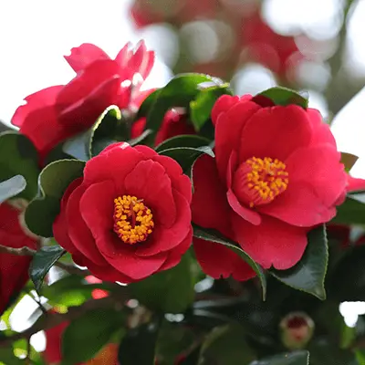 De symbolische betekenis van Camellia -bloemen