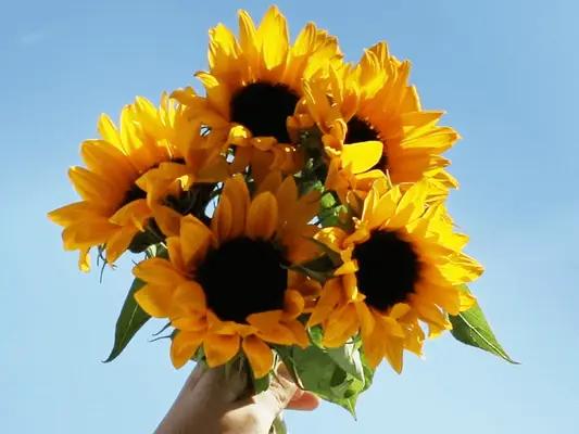 Dôležitosť žltých kvetov