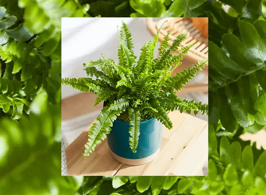 Ako sa starať o dlažbu z Bostonu