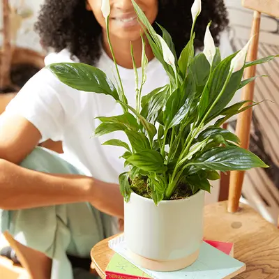 Рослини, які очищають повітря кожного будинку