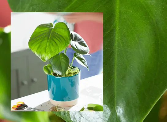 De beste innenlandske plantene for hjemmet ditt