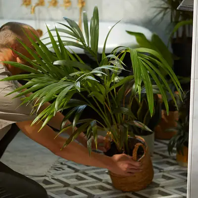 Ihr Leitfaden für die Obhut der Palme Della Kentia