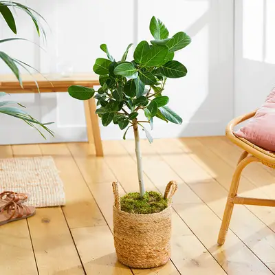 Su guía de cuidado de higuera de Audrey