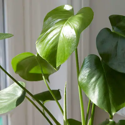 Kā paplašināt augus 3 vienkāršos veidos